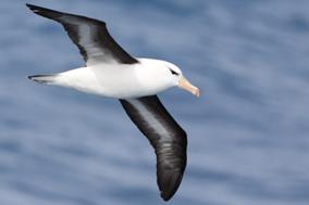 Albatros ojeroso.jpg